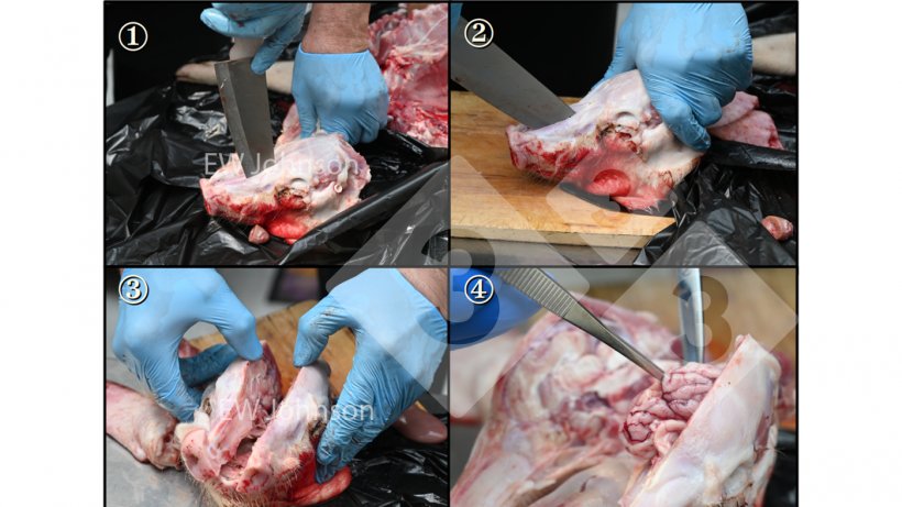 Figura 2: Para evitar a contaminação cruzada ao recolher amostras de cérebro, seguir a ordem estrita durante a necropsia e usar uma faca resistente à chama (e arrefecida) para abrir o cérebro e uma pinça/tesoura flameada e arrefecida para remover o cérebro.