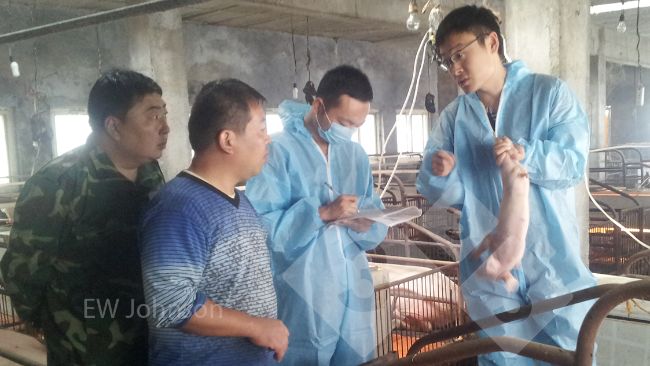 Figura 1. A visita &agrave; explora&ccedil;&atilde;o. James Herriot disse ao veterin&aacute;rio da explora&ccedil;&atilde;o: "Tens de l&aacute; ir!"