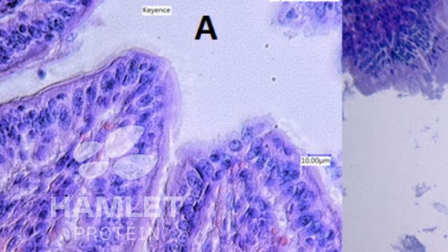 Figura 2. Imagens com microsc&oacute;pio electr&oacute;nico da mucosa intestinal de leit&otilde;es alimentados com: (A) baga&ccedil;o de soja processada enzimaticamente para reduzir o conte&uacute;do de factores antinutricionais (esquerda) e (B) baga&ccedil;o de soja convencional (direita). Na imagem B veem-se les&otilde;es claras. Imagens com copyright de&nbsp;Hamlet Protein.
