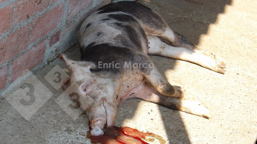 Foto 1. Cerdo muerto por una neumon&iacute;a causada por Actinobacillus pleuropneumoniae.
