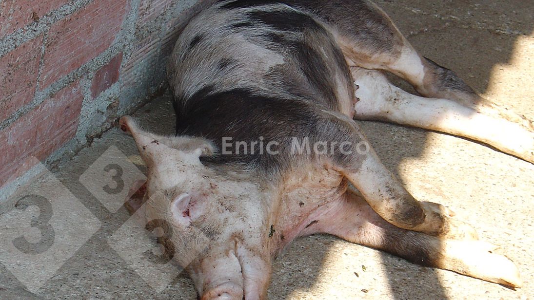 Foto 1. Cerdo muerto por una neumon&iacute;a causada por Actinobacillus pleuropneumoniae.
