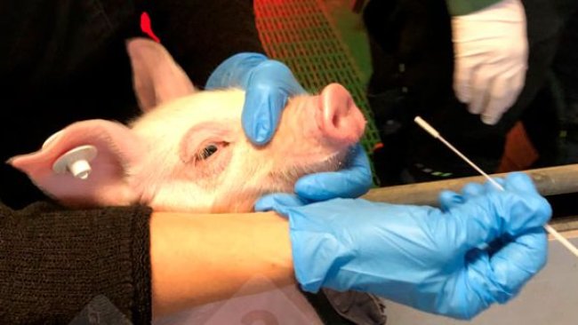 Imagem 1: Colheita de amostras de um leitão por zaragatoa nasal (esquerda). Esfregaço nasal em meio protector de vírus (à direita).