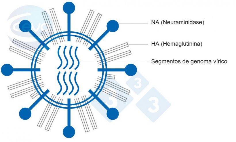 Figura 1. Representação de um vírus de gripe A
