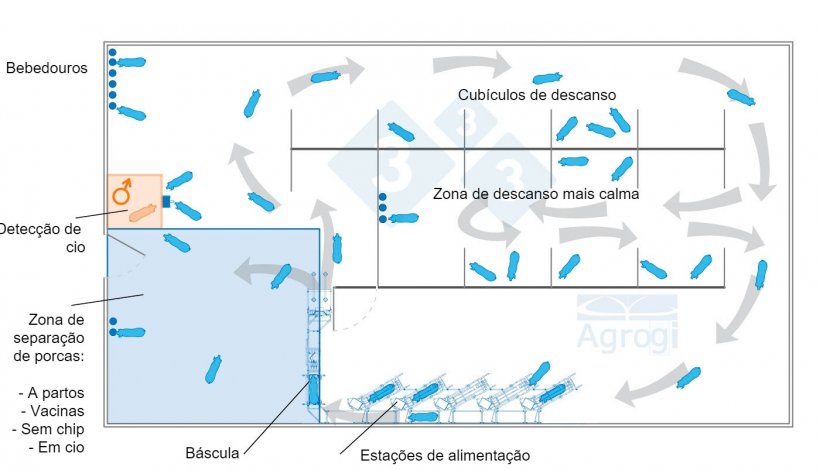 Gestação em grupo dinâmico com controlo de peso