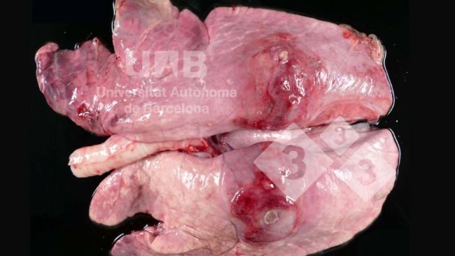 Figura 1. Pleuropneumonia fibrino-necrotizante compatível com App. Fonte: UAB.