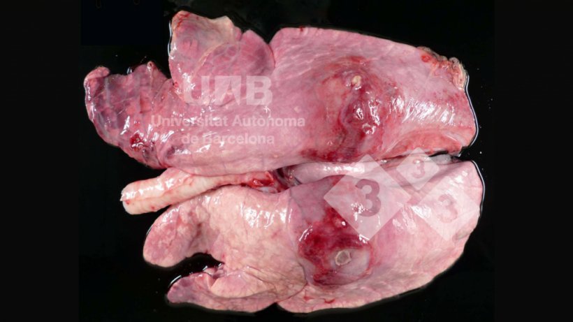 Figura 1. Pleuropneumonia fibrino-necrotizante compatível com App. Fonte:&nbsp;UAB.
