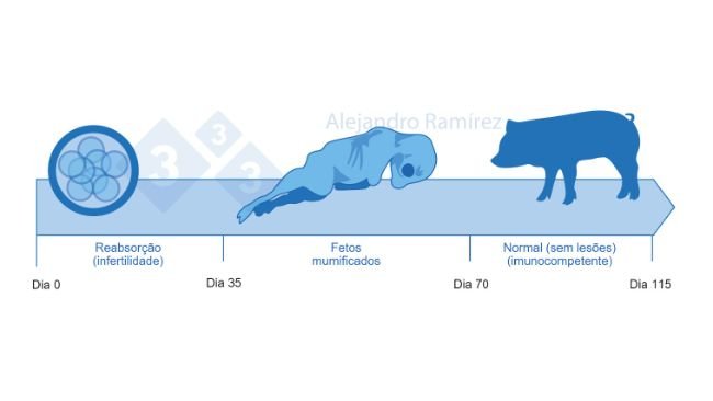 Infertilidade e fetos mumificados devido a Parvovirus.