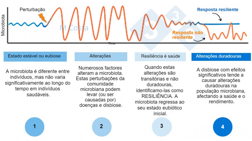 Figura 1 - Diagrama hipot&eacute;tico que representa a resposta da microbiota a uma perturba&ccedil;&atilde;o. 1) Os indiv&iacute;duos s&atilde;os t&ecirc;m um grau normal de varia&ccedil;&atilde;o da sua microbiota, que n&atilde;o conduz a doen&ccedil;as (isto &eacute; denominado eubiose). 2) Uma perturba&ccedil;&atilde;o (por exemplo, o stress t&eacute;rmico) pode conduzir &agrave; instabilidade da microbiota, causando a doen&ccedil;a. 3) A microbiota resiliente voltar&aacute; a um estado parecido ao anterior &agrave; perturba&ccedil;&atilde;o no qual n&atilde;o h&aacute; doen&ccedil;a. 4) A microbiota que n&atilde;o seja resiliente n&atilde;o se &quot;recuperar&aacute;&quot;, pelo que vai sofrer disbiose e doen&ccedil;a.
