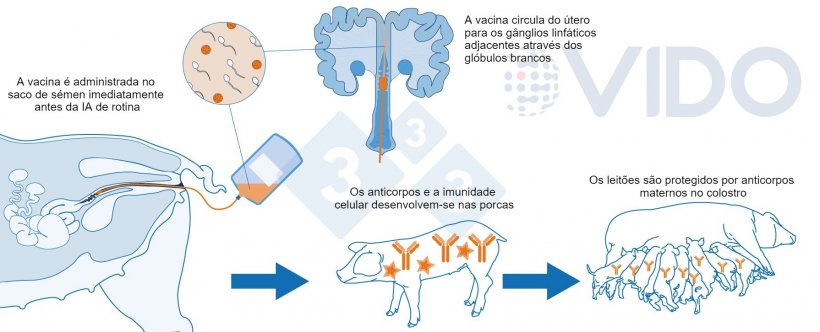 Figura 1. Mecanismo proposto para a vacina intrauterina: A vacina intrauterina é administrada no útero durante a inseminação artificial padrão ou pós-cervical para gerar uma resposta imunitária celular e mediada por anticorpos nas porcas. São produzidos anticorpos do colostro, que são transmitidos aos leitões.