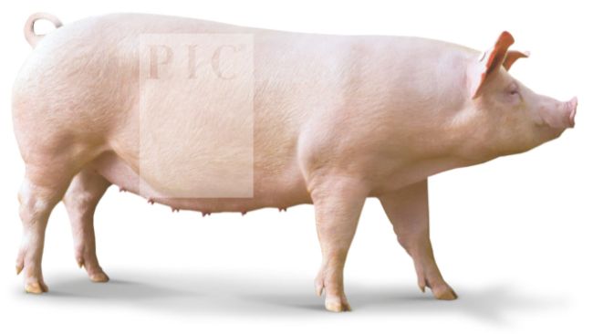 A porca Camborough
