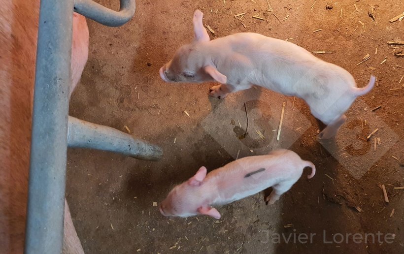 Foto 4. Leitões da mesma ninhada com uma grande diferença no peso à nascença, um importante determinante da sua viabilidade.
