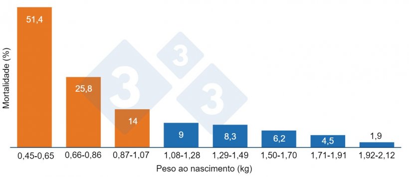 Gr&aacute;fico 1. Mortalidade pré-desmame em função do peso à nascença. Leitões com menos de 1,07 kg (laranja) têm uma mortalidade mais elevada.