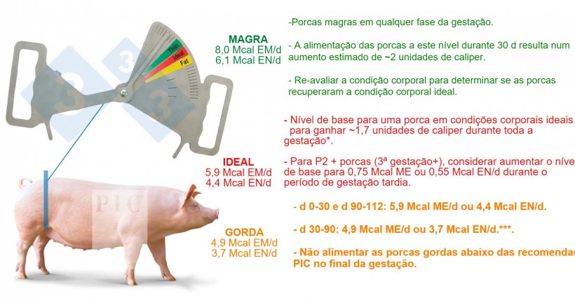 Alimentação e nutrição em gestação. Porcas multíparas. Actualizado em Abril de 2022. Assume uma ingestão mínima de 11 gramas de lisina digerível por dia, com base no rebanho. *Estimativa feita com base numa porca com um peso corporal de 200 kg. **Uma grande proporção das porcas P2+ terá um peso corporal de 200 kg. Durante o período de gestação tardia terão um peso corporal mais elevado e, por conseguinte, necessitarão de um nível de alimentação mais elevado para satisfazer as suas necessidades de manutenção. ***É muito difícil reajustar a condição corporal de uma porca gorda durante o período de gestação.