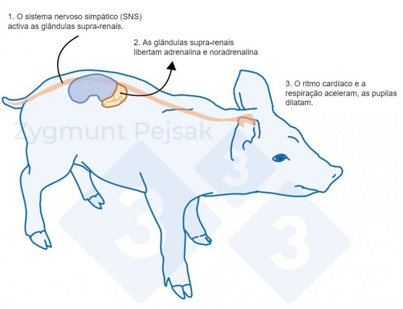 Figura 1. Depois de um factor de stress, o sistema simpático estimula as glândulas supra-renais a libertar a adrenalina e a noradrenalina. A activação do sistema simpático em suínos pode ser medida por cromogranina A (CgA).
