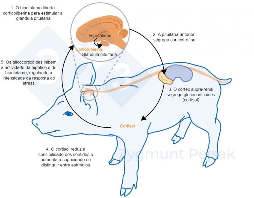 Figura 2. Minutos ou horas após a ocorrência do stress, o eixo hipotálamo-hipófise-adrenal (HPA) é activado. A pituitária secreta corticotrofina que, ao atingir o córtex adrenal, desencadeia a secreção de glicocorticóides, incluindo o cortisol. Os glicocorticóides inibem a actividade da hipófise e do hipotálamo, regulando assim a intensidade da resposta ao stress. O cortisol tem sido utilizado extensivamente como marcador de stress em suínos, também como teste de resposta ao stress não-invasivos da saliva.
