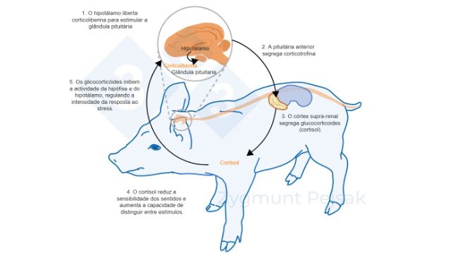 Figura 2. Minutos ou horas ap&oacute;s a ocorr&ecirc;ncia do stress, o eixo hipot&aacute;lamo-hip&oacute;fise-adrenal (HPA) &eacute; activado. A pituit&aacute;ria secreta corticotrofina que, ao atingir o c&oacute;rtex adrenal, desencadeia a secre&ccedil;&atilde;o de glicocortic&oacute;ides, incluindo o cortisol. Os glicocortic&oacute;ides inibem a actividade da hip&oacute;fise e do hipot&aacute;lamo, regulando assim a intensidade da resposta ao stress. O cortisol tem sido utilizado extensivamente como marcador de stress em su&iacute;nos, tamb&eacute;m como teste de resposta ao stress n&atilde;o-invasivos da saliva.
