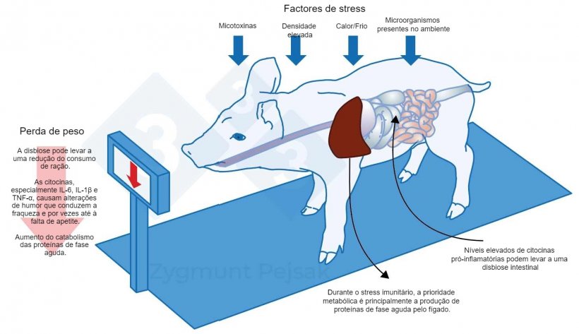 Figura 3.&nbsp; Um dos custos adicionais de um estado de alerta prolongado é uma diminuição do apetite e consequentemente um período de engorda mais longo. Como a pressão dos factores de stress ambiental afecta cada animal de forma diferente, haverá uma diferença no peso de leitões desmamados ou porcos de engorda da mesma idade. A diferença de peso entre animais da mesma idade pode ter graves consequências económicas. Além disso, especialmente em animais jovens, uma dieta sem nutrientes essenciais para reforçar a resistência anti-infecciosa pode tornar os animais mais vulneráveis.
