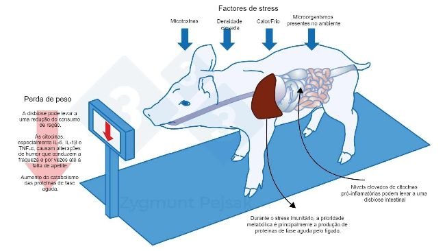 Figura 3. Um dos custos adicionais de um estado de alerta prolongado é uma diminuição do apetite e consequentemente um período de engorda mais longo. Como a pressão dos factores de stress ambiental afecta cada animal de forma diferente, haverá uma diferença no peso de leitões desmamados ou porcos de engorda da mesma idade. A diferença de peso entre animais da mesma idade pode ter graves consequências económicas. Além disso, especialmente em animais jovens, uma dieta sem nutrientes essenciais para reforçar a resistência anti-infecciosa pode tornar os animais mais vulneráveis.