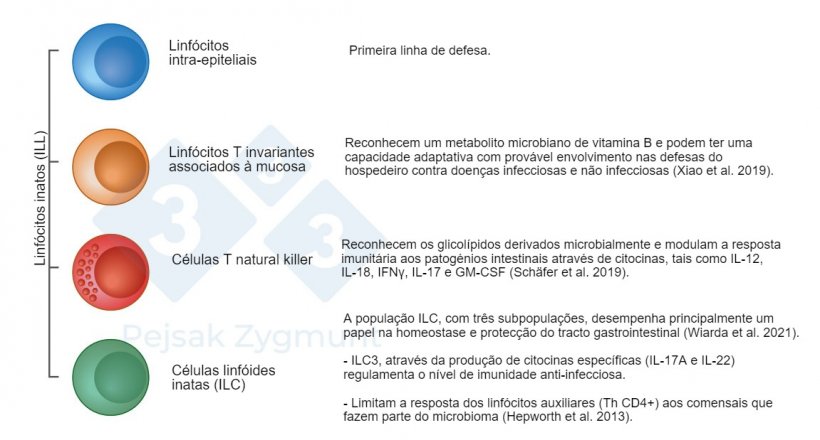 Figura 2. Entre os GALT podemos distinguir algumas populações chave:&nbsp;Linfócitos inatos (ILL) estão localizados no intestino delgado e, em menor grau, no intestino grosso, desempenham um papel importante como a produção de citocinas, moléculas citotóxicas e peptídeos antimicrobianos (Hepworth et al, 2013; Sch&auml;fer et al., 2019; Wiarda et al., 2020; Wiarda et al., 2021; Xiao et al., 2019).