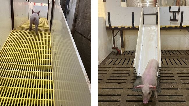 Figura 1. Os leitões acedem à rampa desde o corredor e ali são classificados por sexo dirigindo-os para os tobogans situados em ambos os lados.