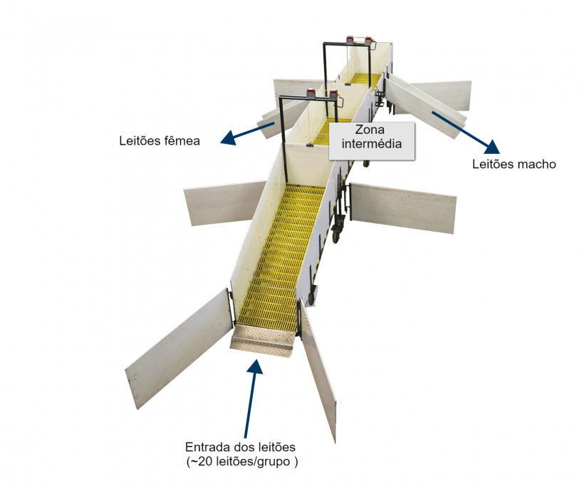 Figura 2. Ao eliminar a necessidade de que o pessoal recolha os leit&otilde;es no solo, reduz-se o stress tanto dos animais como das pessoas, melhorando assim as condiciones de trabalho.
