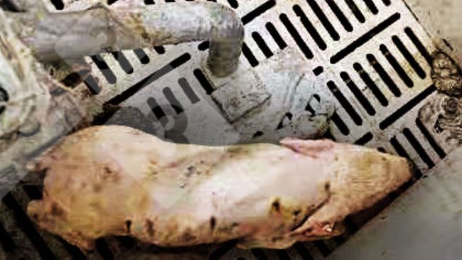 Figura 1.&nbsp;Leite com febre >40&deg; C, descoordena&ccedil;&atilde;o, tremor, depress&atilde;o e diarreia.