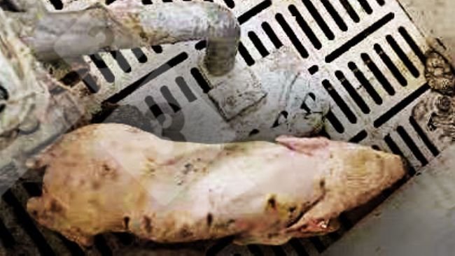 Figura 1. Leite com febre >40° C, descoordenação, tremor, depressão e diarreia.