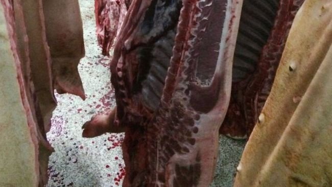 carne