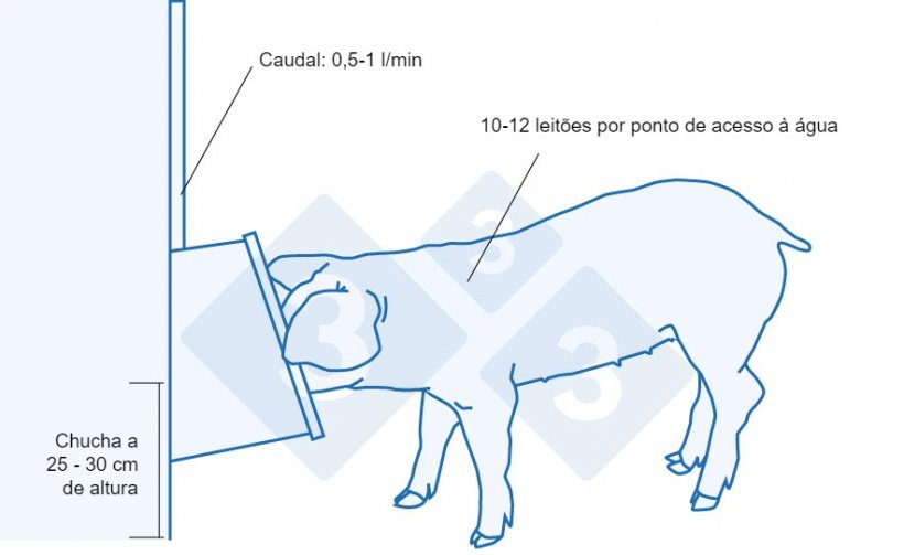 Recomendações para o bebedouro dos leitões recém desmamados