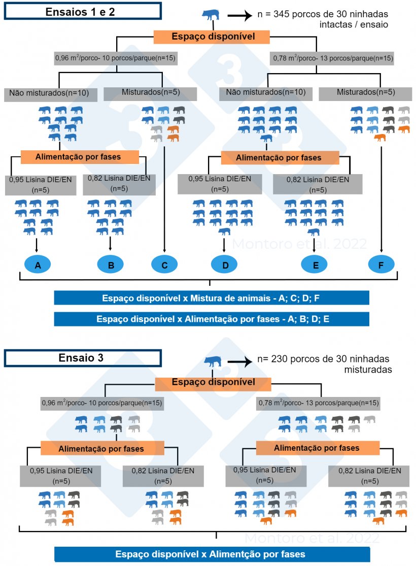 Figura 2.&nbsp;Ilustração esquemática do desenho experimental nos ensaios 1, 2 e 3. Nos ensaios 1 e 2, o desenho experimental foi um arranjo fatorial 2 &times; 2 com espaço disponível x mistura de animais e espaço disponível x alimentação faseada como tratamentos, respetivamente. No ensaio 3, o desenho experimental foi um arranjo fatorial 2 &nbsp;2 com espaço disponível x alimentação faseada como tratamento&nbsp;e a mistura de animais foi aplicada a todos os recintos. Fonte: Montoro et al. 2022. .