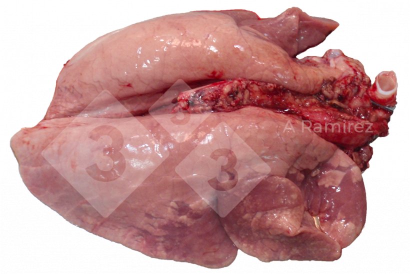 Figura 2. Consolidação pulmonar craneoventral frequente nas infecções por gripe A não complicadas. Estas lesões são semelhantes às causadas por Mycoplasma hyopneumoniae.
