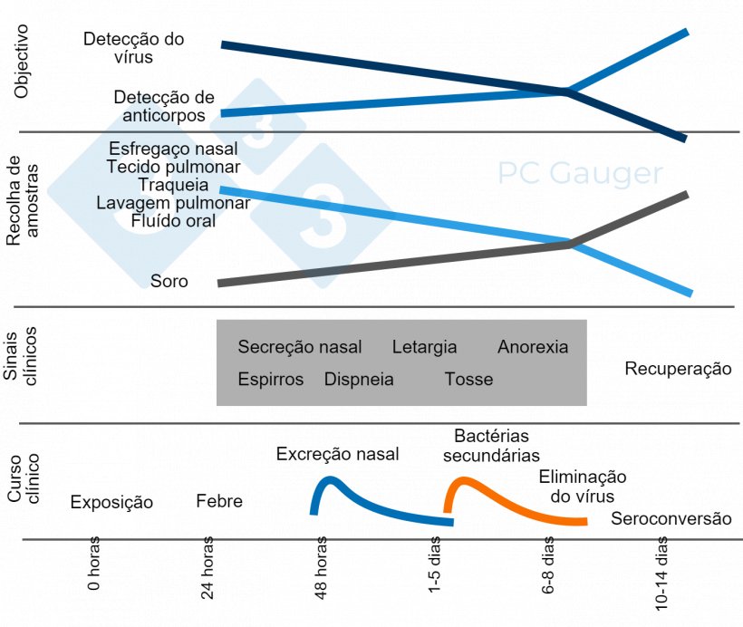 Figura 1. Recolha de amostras dirigida à detecção directa ou indirecta e ao diagn&oacute;stico do virus da gripe A em porcos. A recolha de amostras para a detecção directa deve ser realizada durante a excreção do vírus, no início da evolução da doença. A deteção indireta de anticorpos contra a gripe deve ser realizada após a disseminação do vírus e visa a resposta imunitária contra a infecção.
