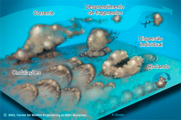 Figura 7. As bactérias do biofilme podem ser mobilizadas de várias formas: Coletivamente, quer em ondulações, rolando na superfície ou desprendendo-se em grupos, quer individualmente, dispersando-se na corrente. Fonte:&nbsp;Center for Biofilm Engineering, Montana State University
