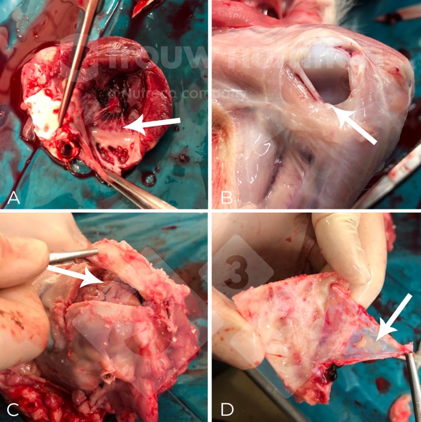 Figura 2. (A-C) Recolha de amostras para necropsia, incluindo aspecto macroscópico de meningite fibrinosupurativa difusa (D). O agente etiológico foi confirmado como Streptococuss suis serotipo 2 por serotipagem e sequência tipo 1 por multilocus sequence typing (MLST) Streptococuss suis serotipo 2 por serotipagem e sequência tipo 1 por multilocus sequence typing (MLST) .