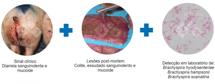 Figura 2. Testes sugeridos para confirmar o diagnóstico de disenteria suína.