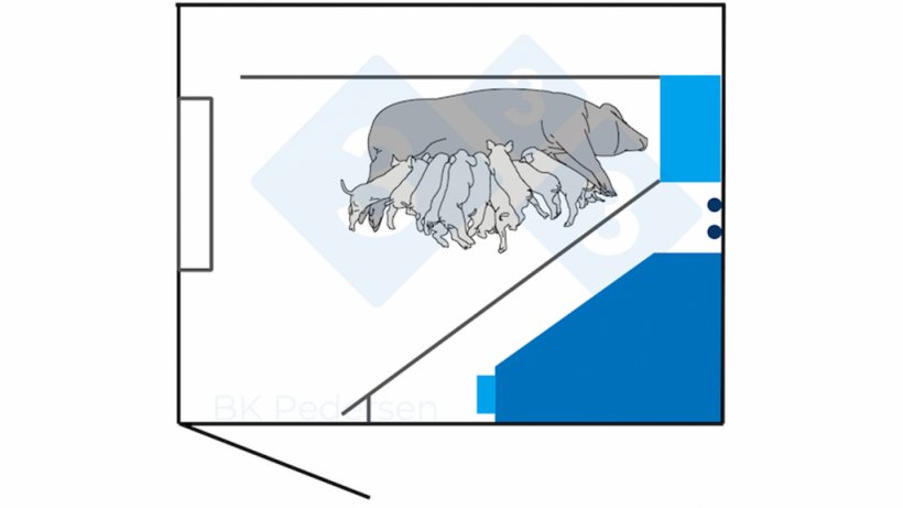 Figura 2. Anteriormente, os requisitos na Alemanha incluíam um espaço de 6,5 m2 ou mais, exigindo que a porca pudesse deitar-se de lado sem tocar na parede da cela com as pernas estendidas. Por conseguinte, as celas alemãs da primeira geração têm geralmente 3,00 m de comprimento e 2,30 m de largura. A cela inclui uma jaula a 40 cm da parede do parque para permitir que a porca se deite sem a tocar.