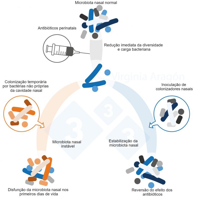 Figura 1.&nbsp;Os antibióticos perinatais produzem uma redução da carga bacteriana da microbiota nasal que altera a sua diversidade e composição. Esta alteração é mais duradoura quando as mães são tratadas. A inoculação com colonizadores nasais pode inverter este efeito..&nbsp;
