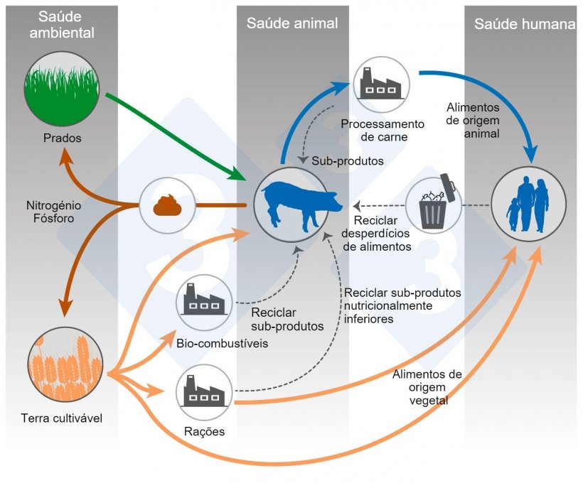 Alimentação animal e One Health. Modificado a partir de&nbsp;Shurson y&nbsp;Urriola 2022.
