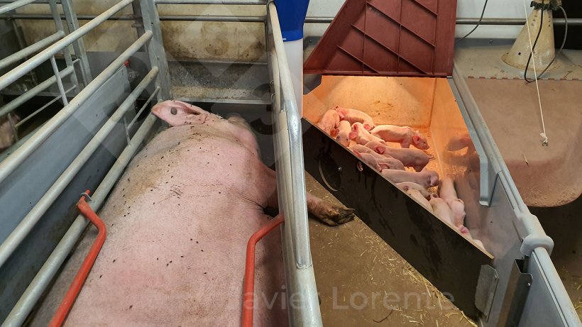 Leitões fechados no ninho para iniciar o processo sequencial de tomar colostro.