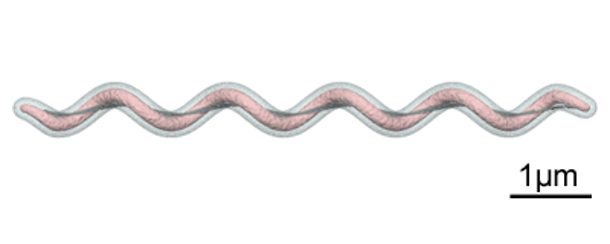 Figura 2. Gráfico que mostra a forma espiroqueta da Brachyspira spp. Fonte: Y_tambe. https://creativecommons.org/licenses/by-sa/3.0/deed.en