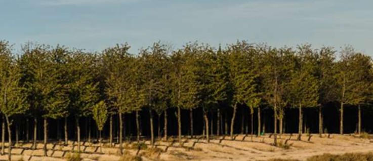 Plantação de madeiras nobres no meio do deserto de Monegros.