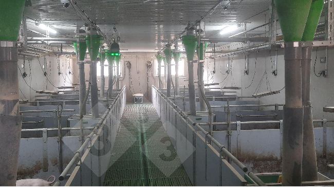 Dispositivo de acompanhamento de porcos sem corte de cauda