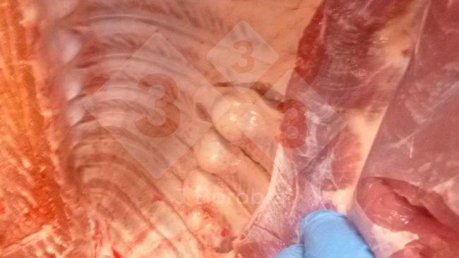 Figura 1. Exostose nas costelas de um porco abatido