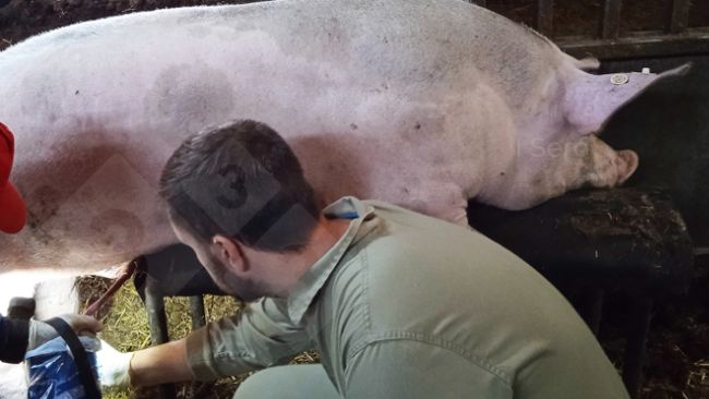 Foto 1. Pun&ccedil;&atilde;o femoral durante a extrac&ccedil;&atilde;o seminal