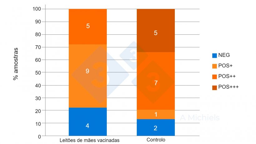 Figura 2. Amostras de fluídos orais de leitões de 5 e 8 semanas de idade. Os leitões procedentes de mães vacinadas (esquerda) mostram uma forte redução da prevalência de B. bronchiseptica em comparação com os resultados do grupo controlo não vacinado (direita).
