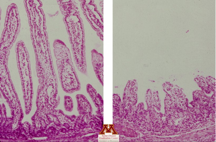 Atrofia das vilosidades causada por rotavírus. Foto de Swine Diseases por Perle Zhitnitskiy, DVM, MSpVM. Fonte: Dr. Carlos Pijoan https://creativecommons.org/licenses/by-nc/4.0/