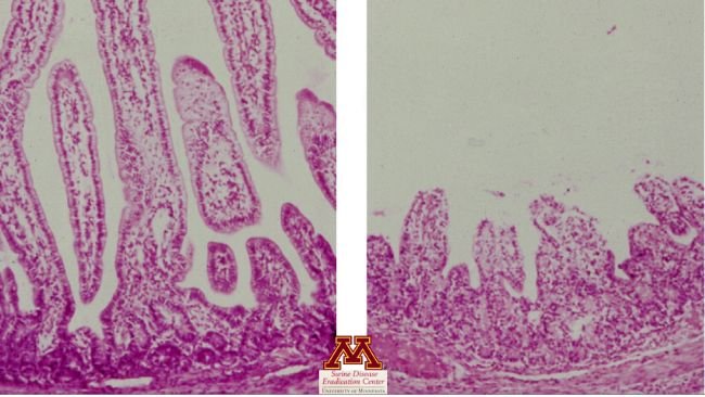 Atrofia das vilosidades causada por rotavírus. Foto de Swine Diseases por Perle Zhitnitskiy, DVM, MSpVM. Fonte: Dr. Carlos Pijoan https://creativecommons.org/licenses/by-nc/4.0/