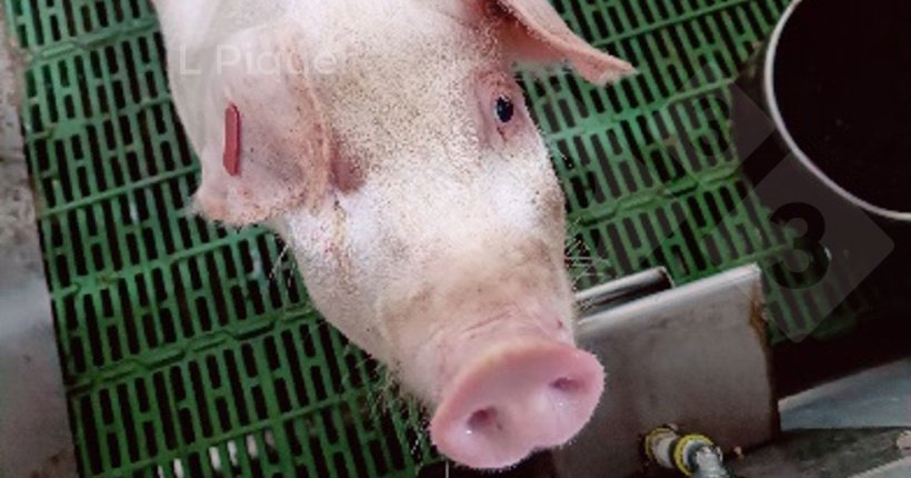 Foto 1. Porco alojado numa cela de digestibilidade .