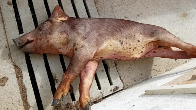 Fotografia 1. Marcada icterícia num porco afectado
