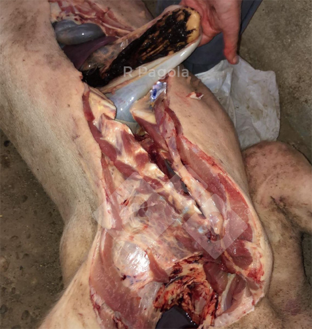Fotografia 3. Úlcera hemorrágica de um porco afectado